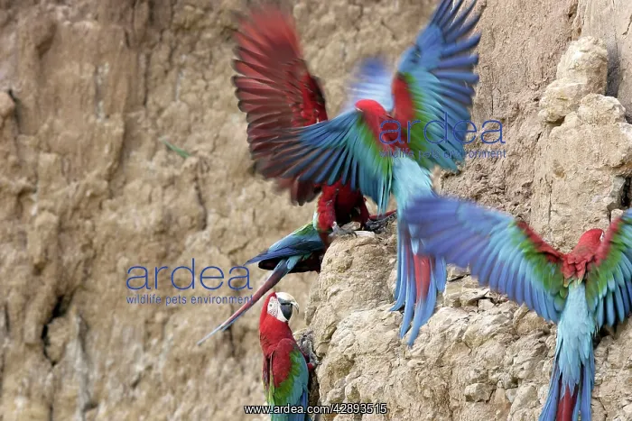 : Red and Green Macaw - at clay lick : Red and Green Macaw - at clay lick