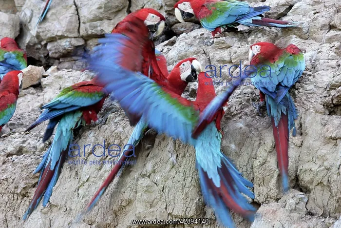 : Red and Green Macaw - at clay lick : Red and Green Macaw - at clay lick