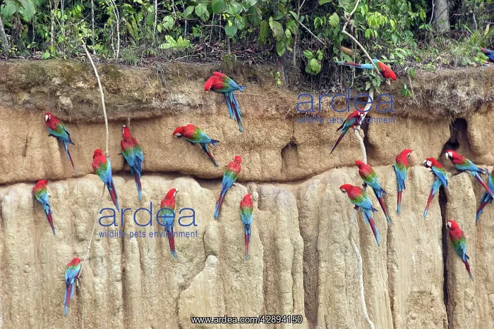 : Red and green Macaw - at clay lick : Red and green Macaw - at clay lick