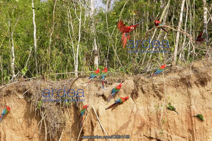 : Red and Green Macaw - at clay lick : Red and Green Macaw - at clay lick
