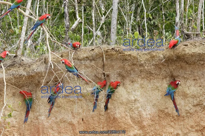  : Red and Green Macaw - at clay lick