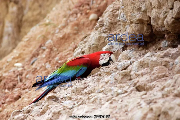 : Red and Green Macaw - at clay lick : Red and Green Macaw - at clay lick