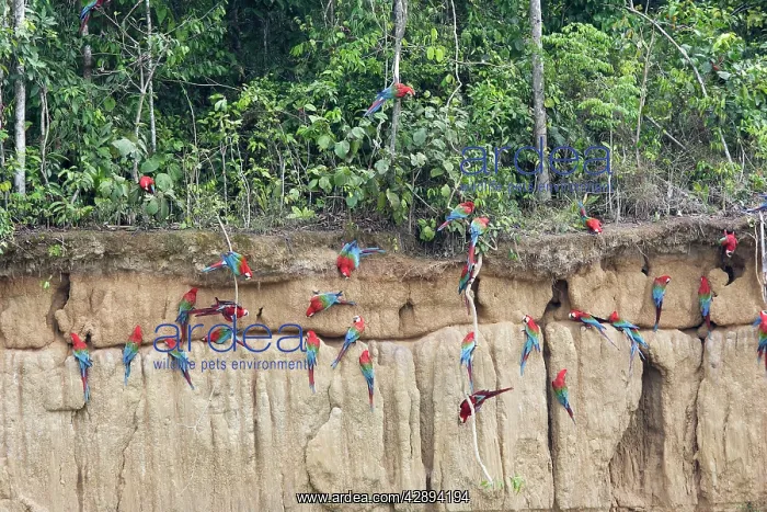 : Red and Green Macaw - at clay lick : Red and Green Macaw - at clay lick