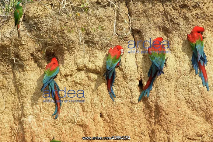 : Red and Green Macaw - clay lick : Red and Green Macaw - clay lick