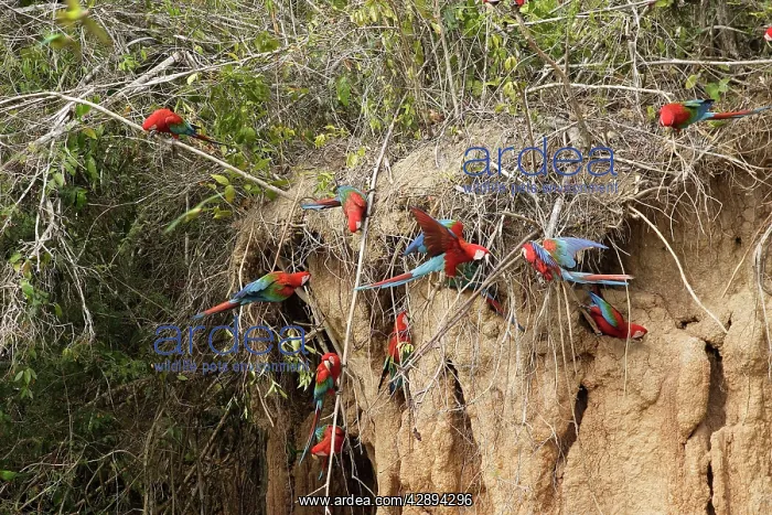 : Red and Green Macaw - at clay lick : Red and Green Macaw - at clay lick