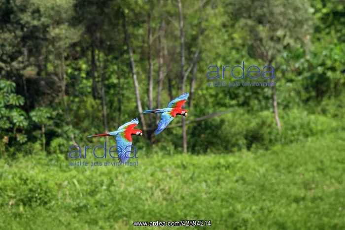 : Red and Green Macaw - in flight : Red and Green Macaw - in flight
