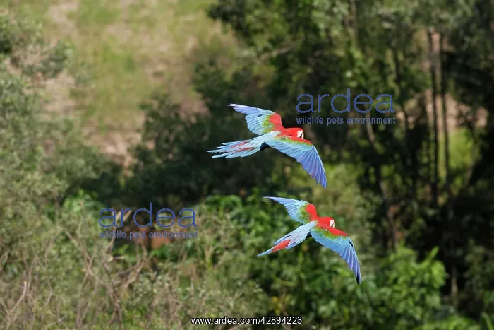  : Red and green Macaw - in flight