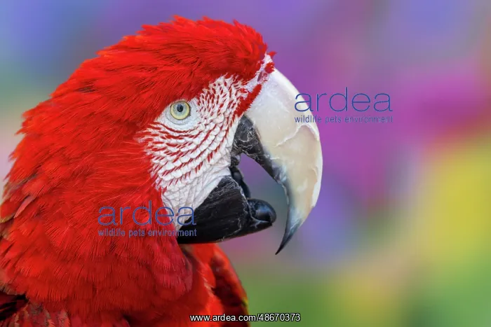 : Red and green macaw, green-winged macaw : Red and green macaw, green-winged macaw