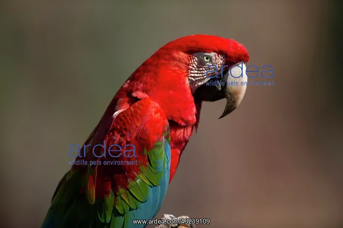 : Red and Green Macaw searching-portrait : Red and Green Macaw searching-portrait