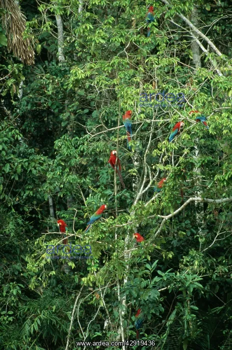 : Red & Green / Red & Blue Macaw - Waiting to descend : Red & Green / Red & Blue Macaw - Waiting to descend