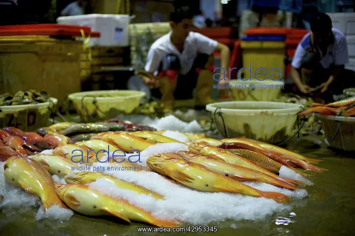 : Red Grouper - Fish market : Red Grouper - Fish market