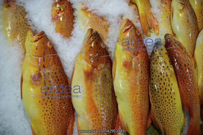 : Red Grouper - Fish market : Red Grouper - Fish market