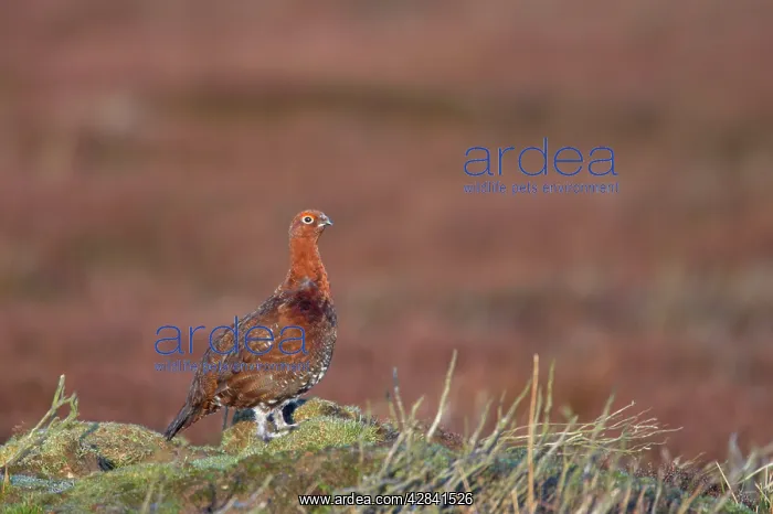 : Red Grouse : Red Grouse