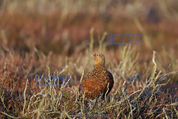 : Red Grouse : Red Grouse