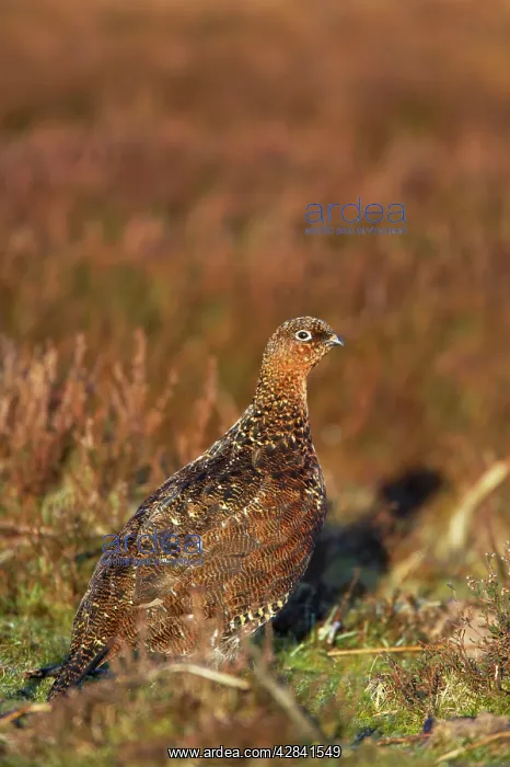 : Red Grouse : Red Grouse