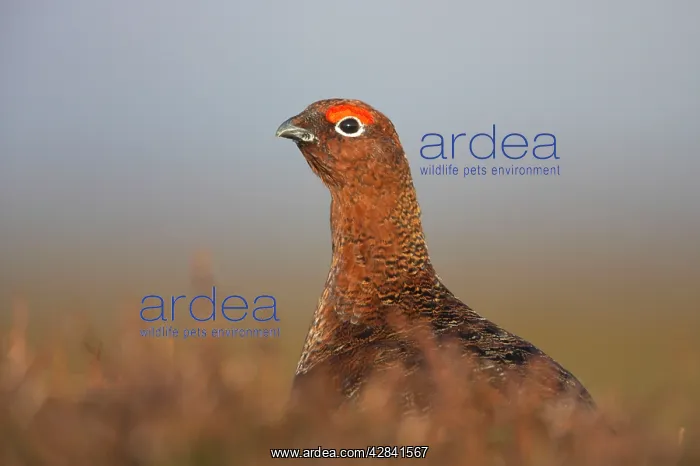 : Red Grouse : Red Grouse