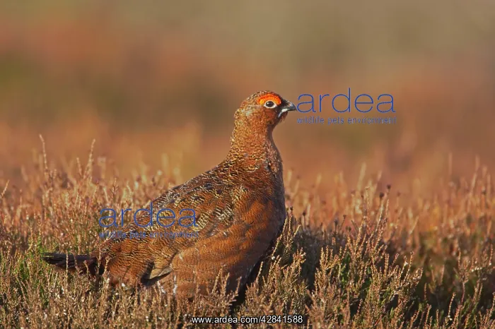 : Red Grouse : Red Grouse