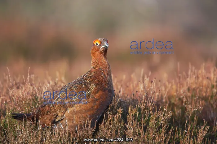 : Red Grouse : Red Grouse