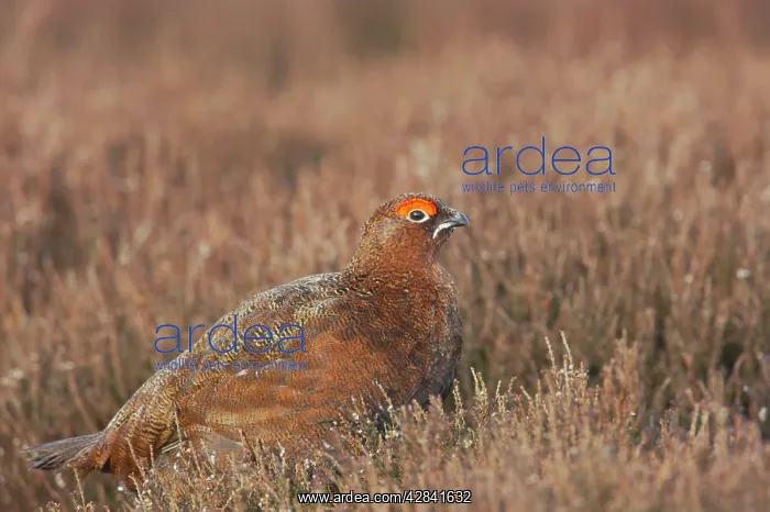 : Red Grouse : Red Grouse