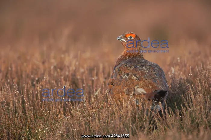 : Red Grouse : Red Grouse