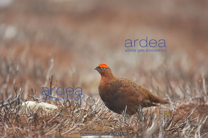 : Red Grouse : Red Grouse