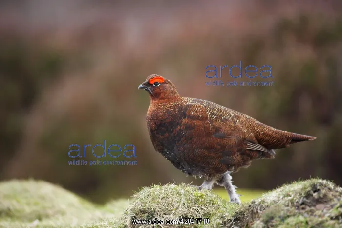 : Red Grouse : Red Grouse