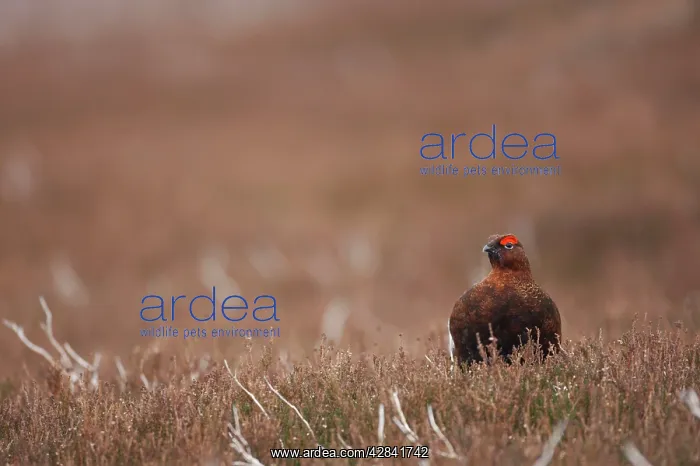 : Red Grouse : Red Grouse