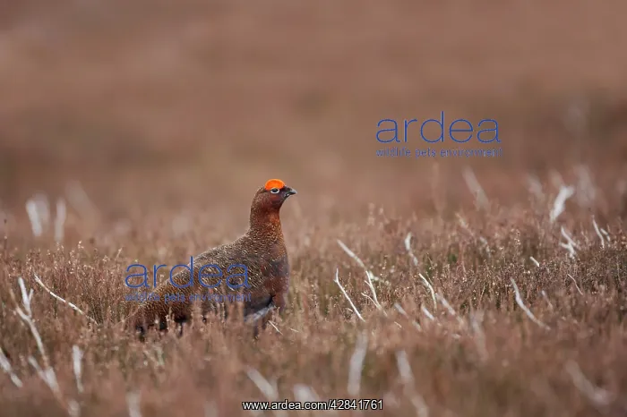 : Red Grouse : Red Grouse