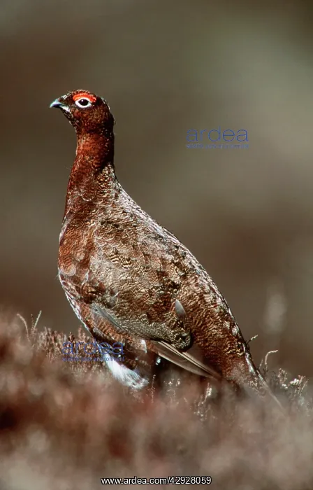 : RED GROUSE : RED GROUSE