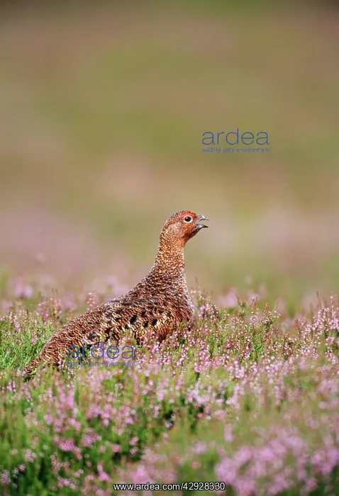 : Red Grouse : Red Grouse