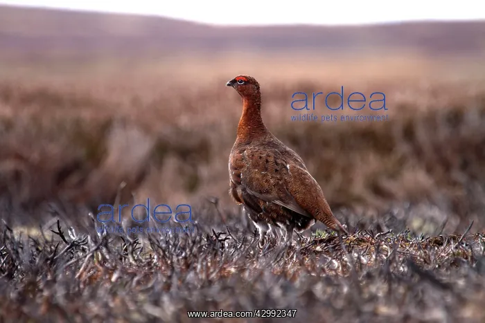 : Red Grouse : Red Grouse