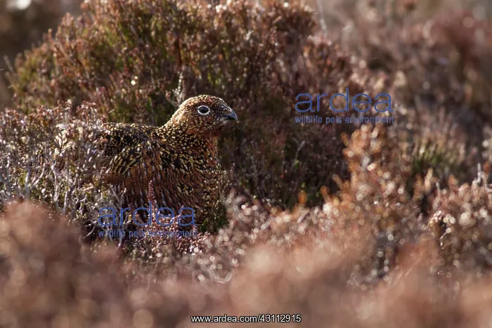 : Red Grouse : Red Grouse