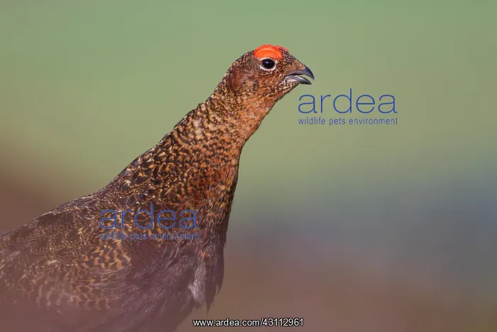 : Red Grouse : Red Grouse