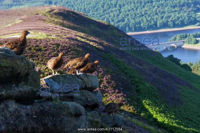 : Red Grouse : Red Grouse