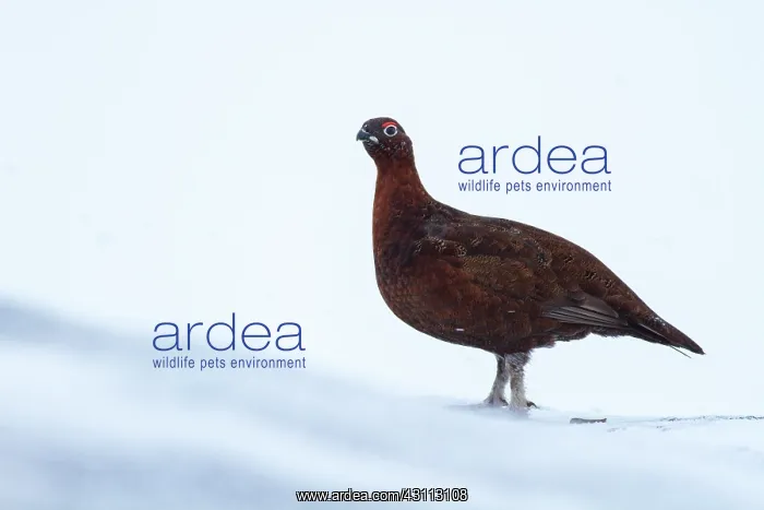 : Red Grouse : Red Grouse