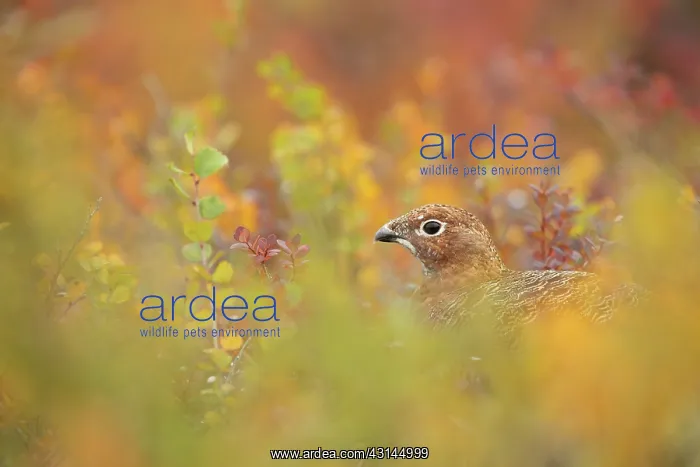 : Red Grouse : Red Grouse