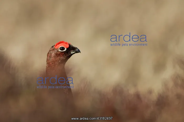 : Red Grouse : Red Grouse