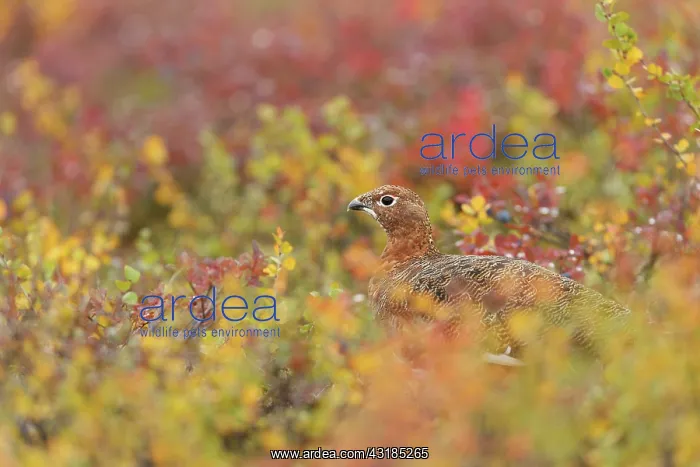 : Red Grouse : Red Grouse