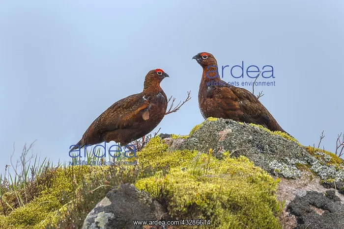 : Red Grouse - two adult birds sitting on a rocky : Red Grouse - two adult birds sitting on a rocky