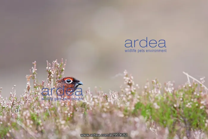 : Red grouse - adult male looking out from cover in heather : Red grouse - adult male looking out from cover in heather