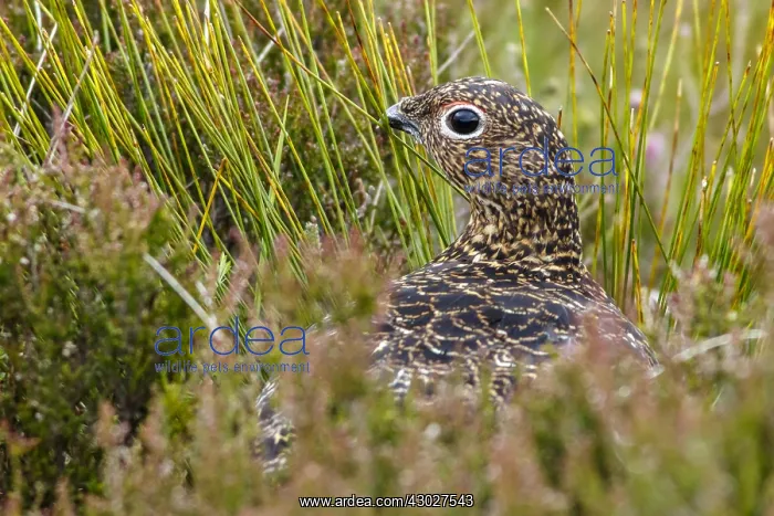: Red Grouse - camouflaged in the grass - Scotland : Red Grouse - camouflaged in the grass - Scotland