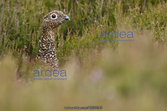  : Red Grouse - camouflaged in the grass - Scotland