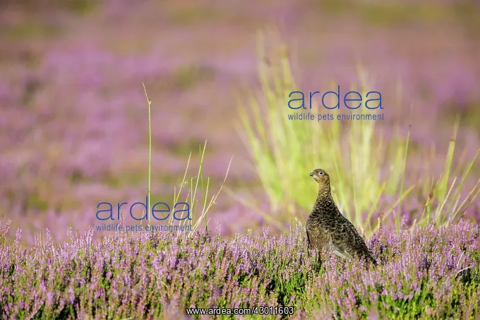 : Red Grouse in a carpet of flowering heather : Red Grouse in a carpet of flowering heather