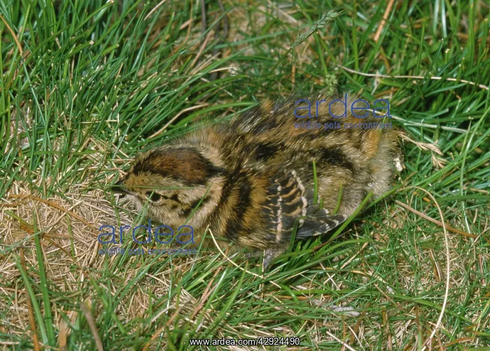 : Red Grouse - chick : Red Grouse - chick