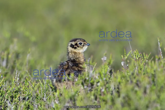  : Red Grouse Chick - Yorkshire - UK