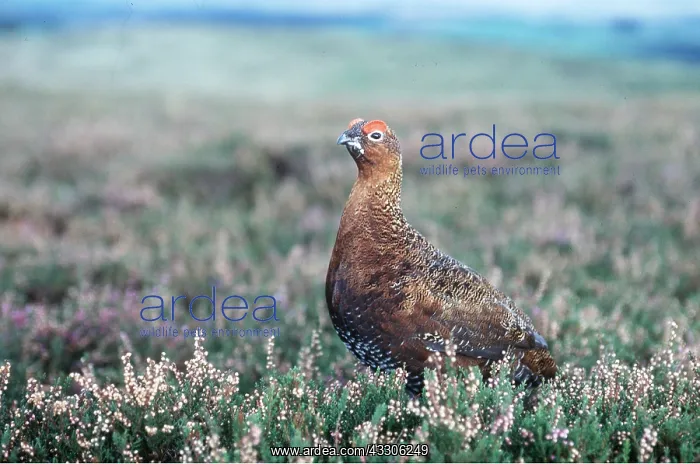 : RED GROUSE - cock : RED GROUSE - cock