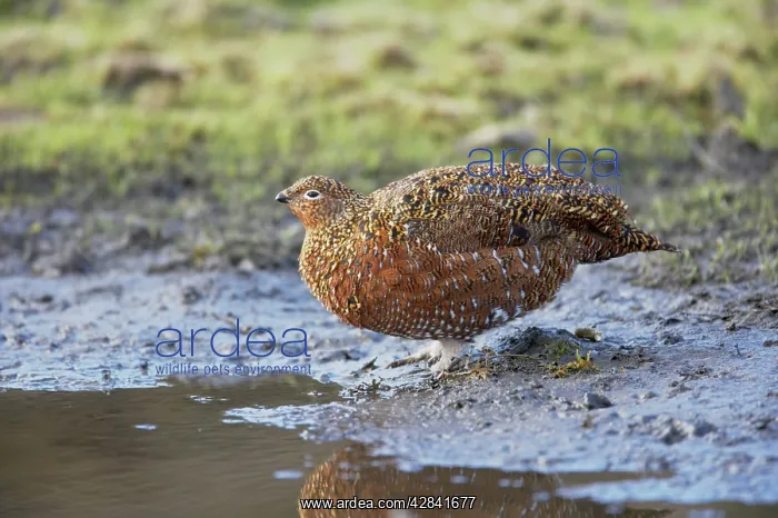 : Red Grouse - female at drinking place : Red Grouse - female at drinking place