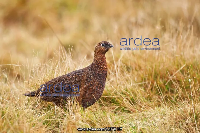 : Red Grouse - female in grassy area : Red Grouse - female in grassy area