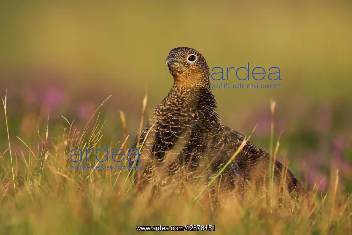 : Red Grouse - Female heather moor : Red Grouse - Female heather moor