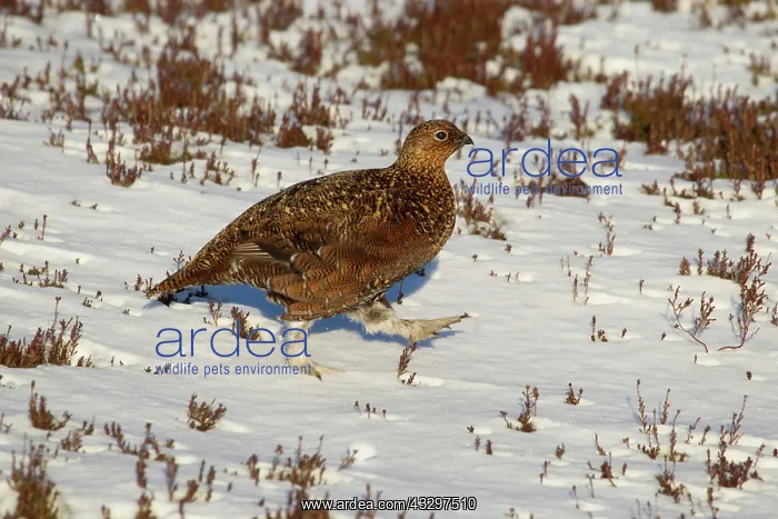 : Red Grouse - female amongst heather in winter snow : Red Grouse - female amongst heather in winter snow
